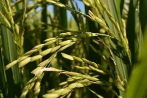 Should You Use Rice Vacuum Packaging Advantage & Deficiency